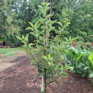 Stark® Golden Delicious Apple Tree