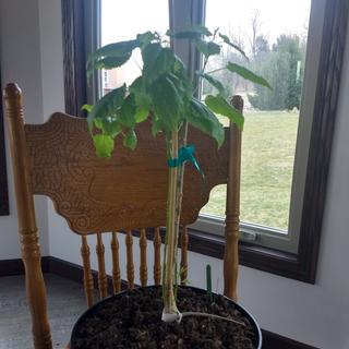 Dwarf Mulberry tree –