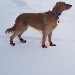 Ultra Paws Extra Large Rugged Dog Boots | SCHEELS.com