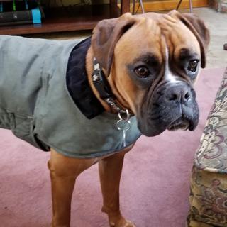 carhartt dog sweater