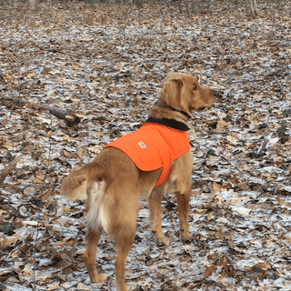 carhartt dog sweater