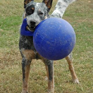 jolly ball dog toy