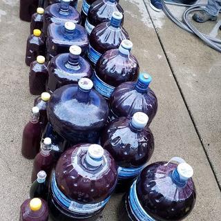 We process a little over 900 lbs of grapes and got about 70 gallon of raw grape juice