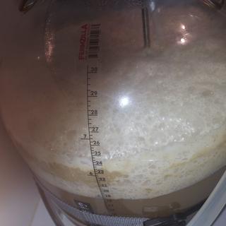 This yeast took off like a rocket. Know starter just direct pitch. Activity started in 12 hours.