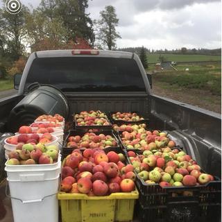 Pick up load of apples!