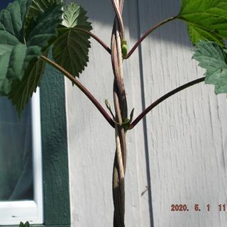 Look at the thickness of the stalk.