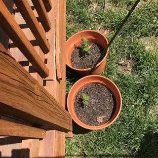 04/28/2018 10 days after planting.