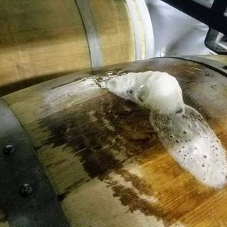 The bung does its work as the spontaneous fermentation kicks in for our Belgian style lambic.