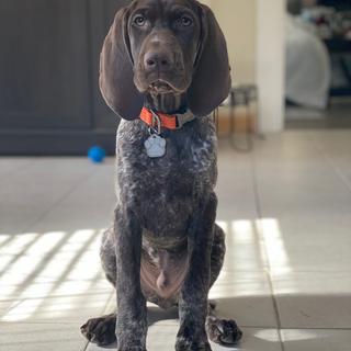 Carhartt dog collar orange sale