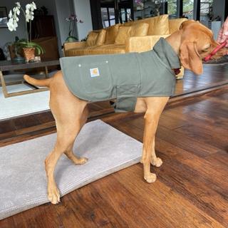 medium carhartt dog coat