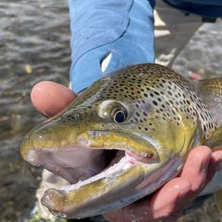 Men's Fishing Waders & Wading Boots