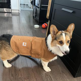 carhartt dog coat orange