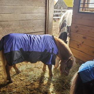 Closed Front 420D Medium Weight Winter Mini Horse Pony Stable