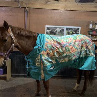 Horse Blanket/Turnout Storage Bag - Cactus Print - Tough 1 - Personali –  Custom Horse and Hound