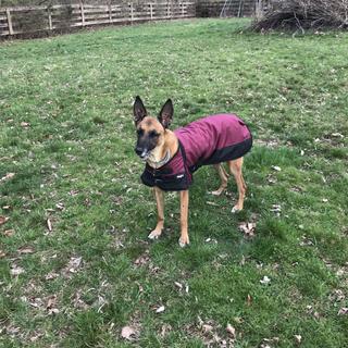 Strong dog outlet blanket