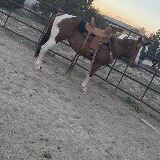 buckstitch barrel saddle