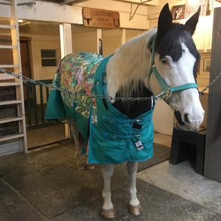 Horse Blanket/Turnout Storage Bag - Cactus Print - Tough 1 - Personali –  Custom Horse and Hound