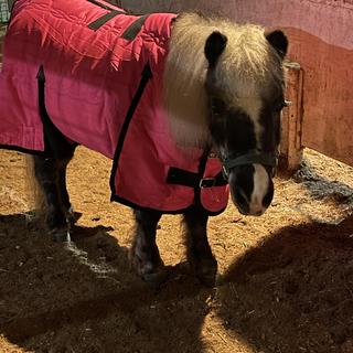 Tough1 600D Miniature Stable Blanket 