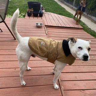 carhartt dog sweater