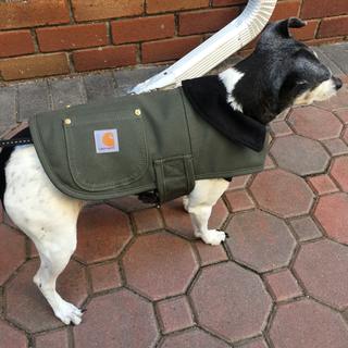 carhartt dog jacket