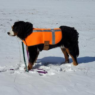 Dog Safety Vest | Men's Camo & Hunting Gear | Carhartt